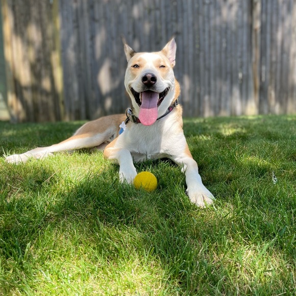 Meet your Posher, Andres - Picture 1 of 1